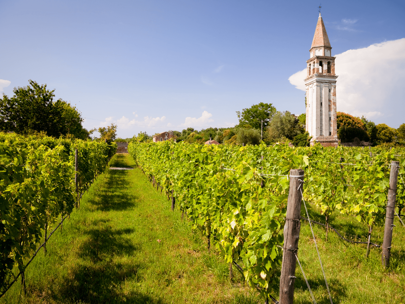 FEAST - Mazzorbo vineyards