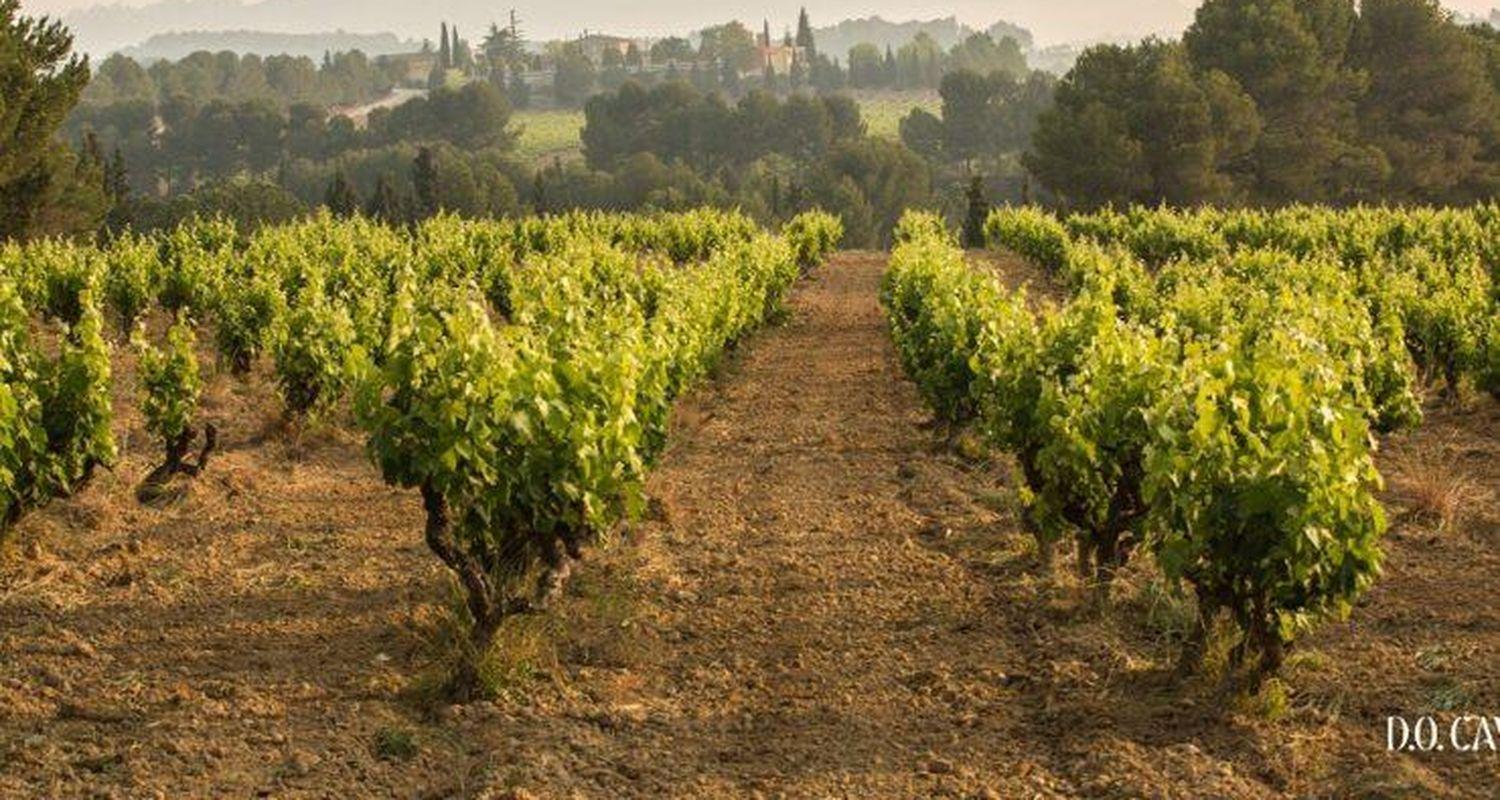 FEAST Spain Extremadura wine vineyard