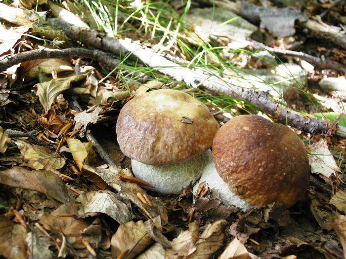 FEAST Emilia hiking porcini