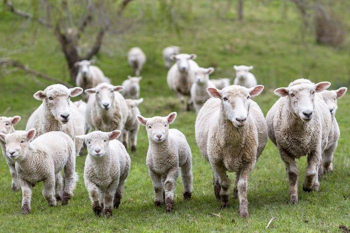 SAPIO Roccalbegna sheep